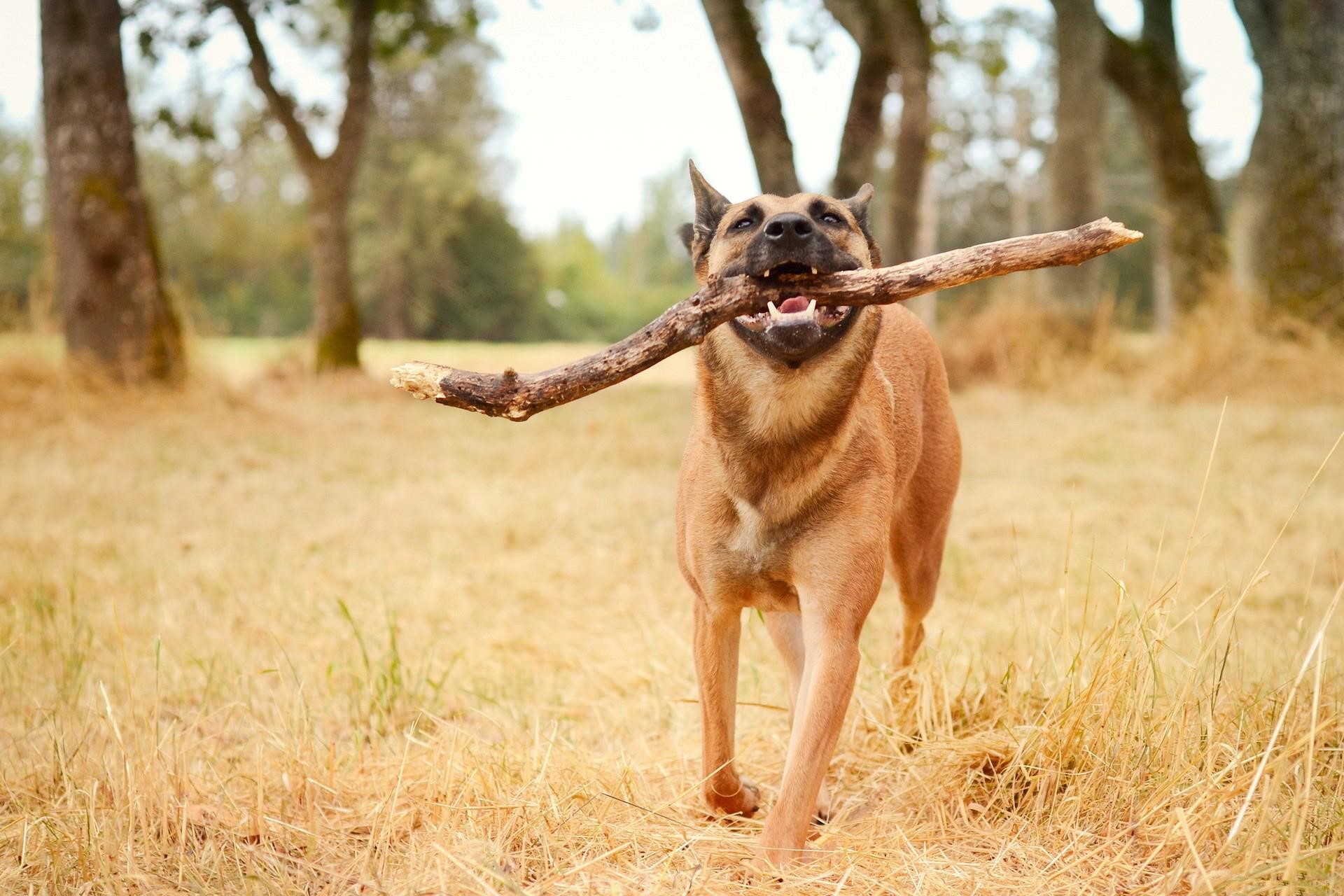Cool Dog Image HD Wallpaper
