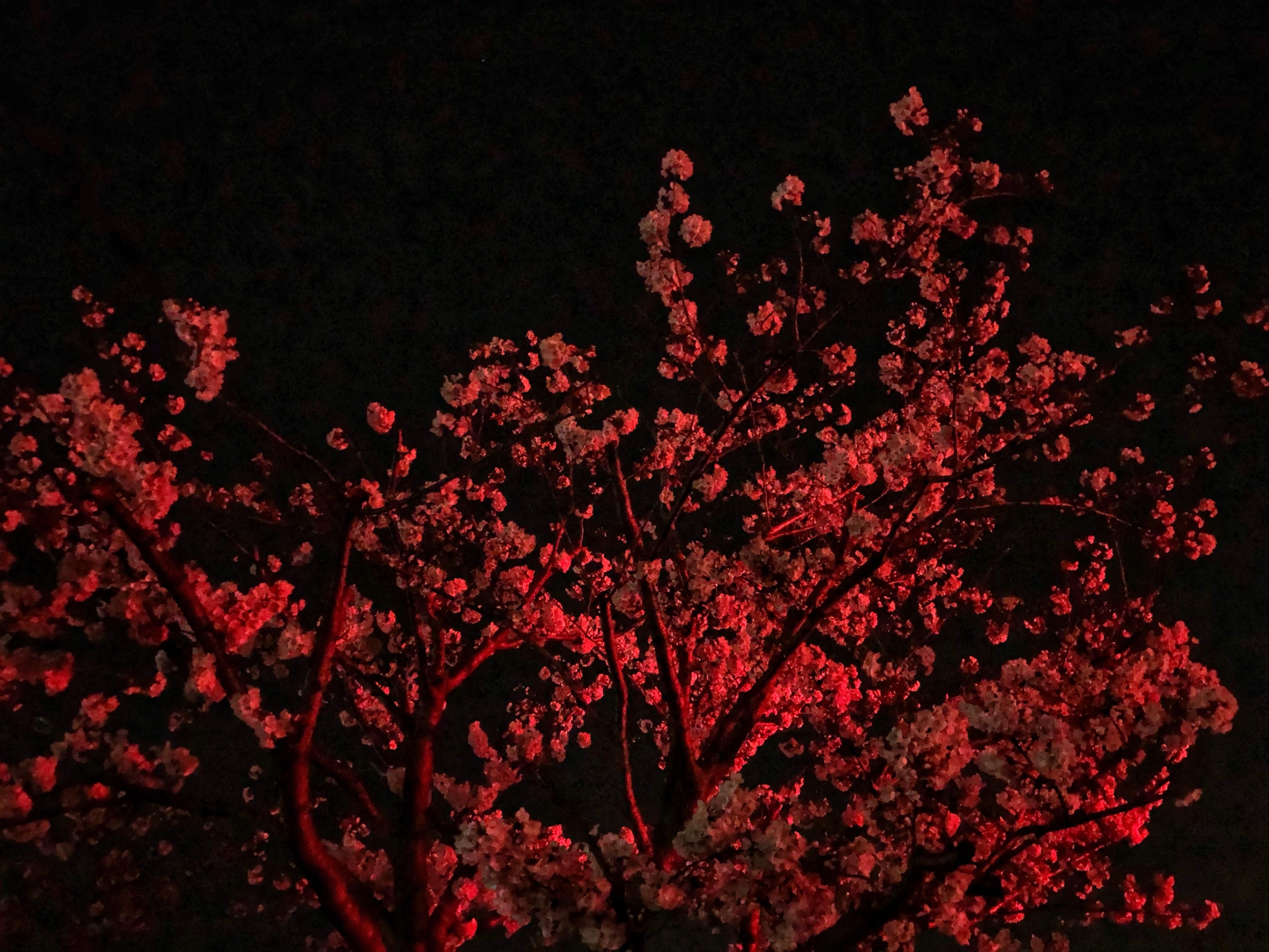 A red traffic light was lighting up this cherry blossom tree [OC 4032x3024
