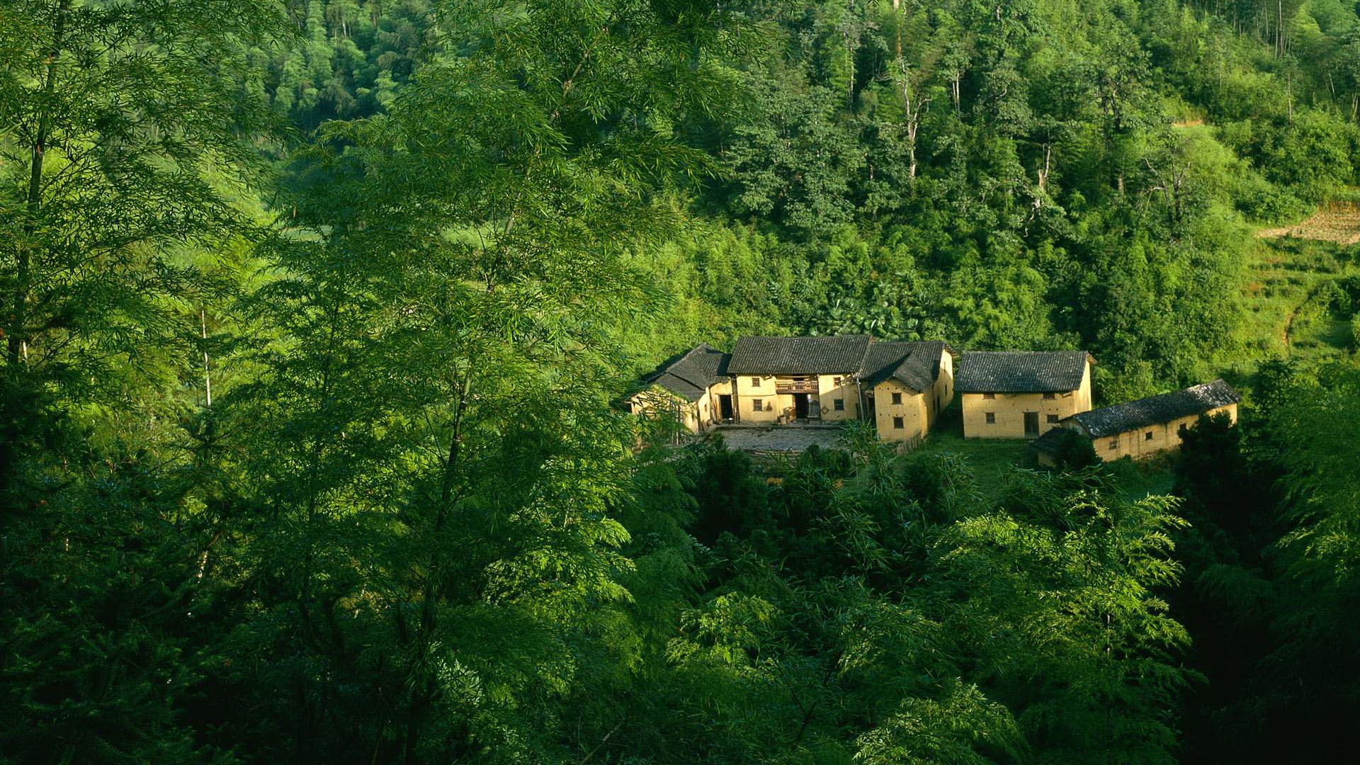 Green Forest Wallpaper Houses