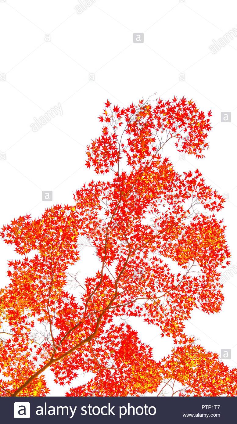 Momiji Branch And Its Colorful Leaves During Autumn Isolated On