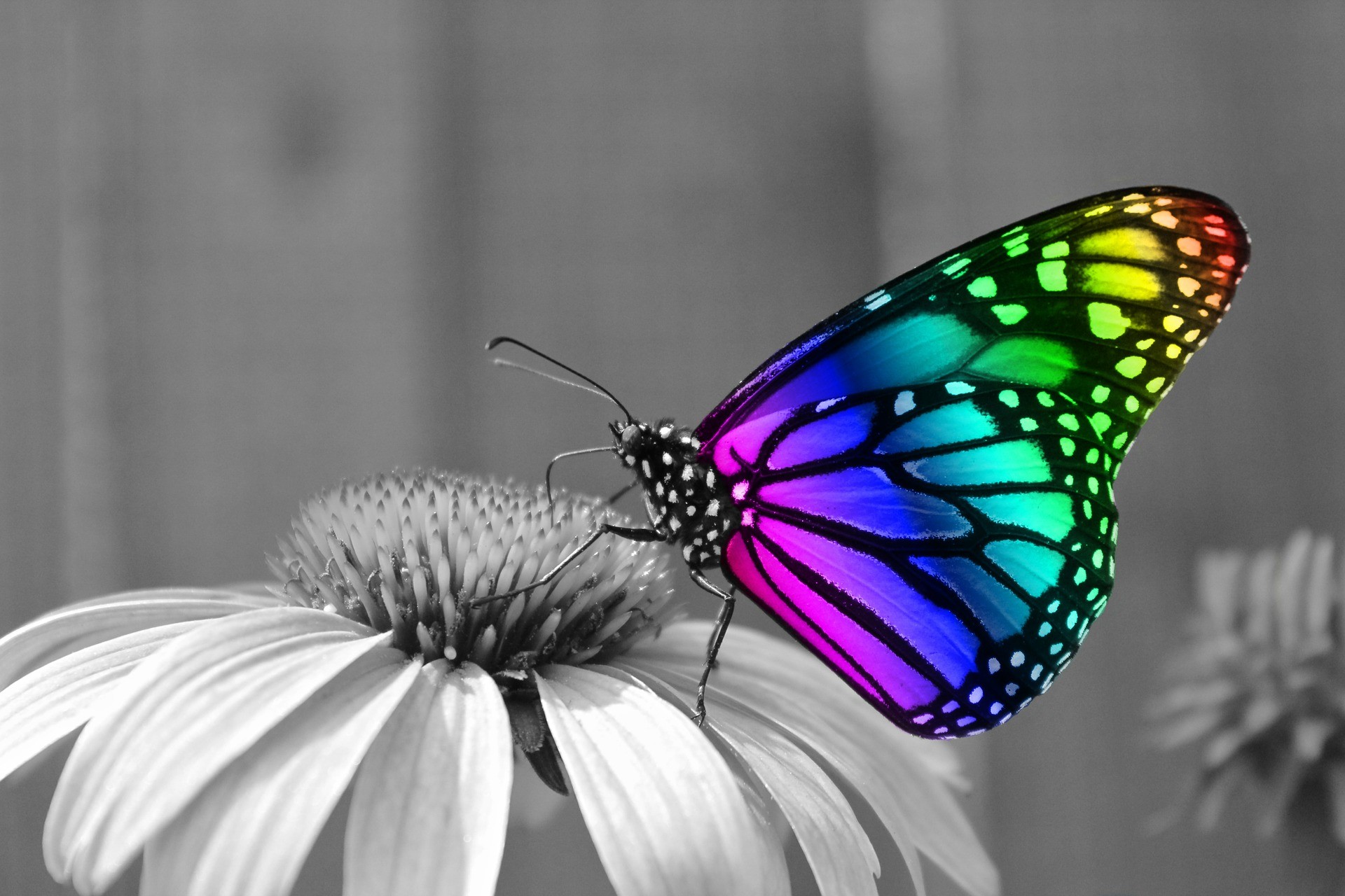 A vibrant rainbow-colored butterfly perched on a grayscale coneflower, creating a striking contrast between nature's vibrant hues and a monochrome backdrop