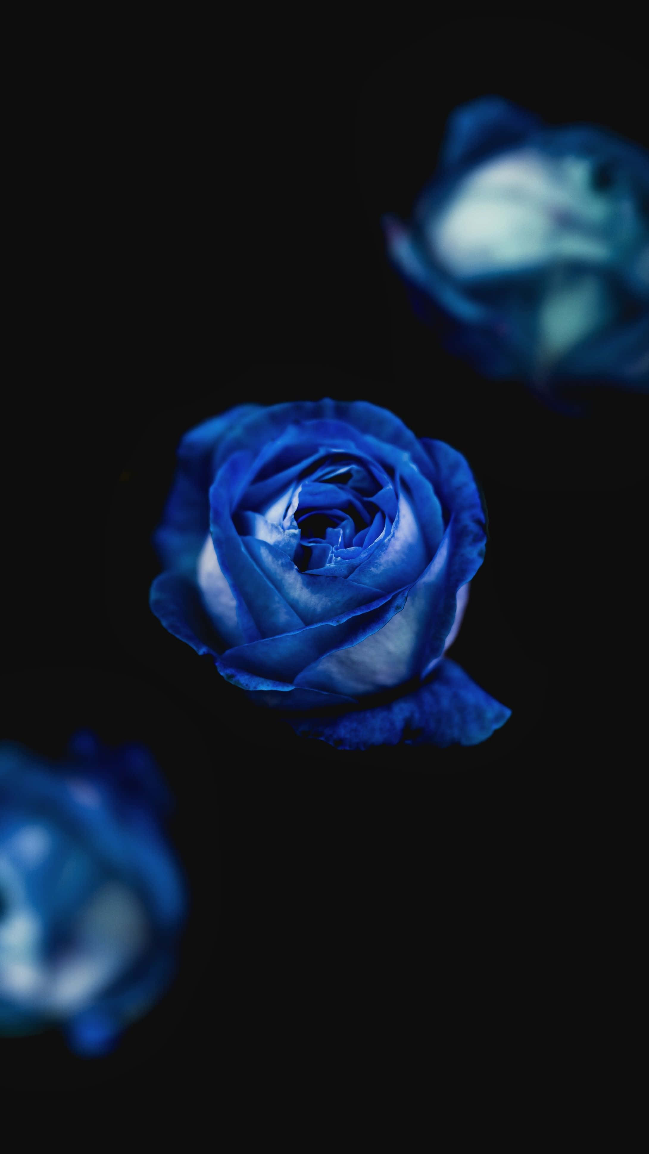 Enchanting Dark Blue Rose In Abstract Expression Wallpaper