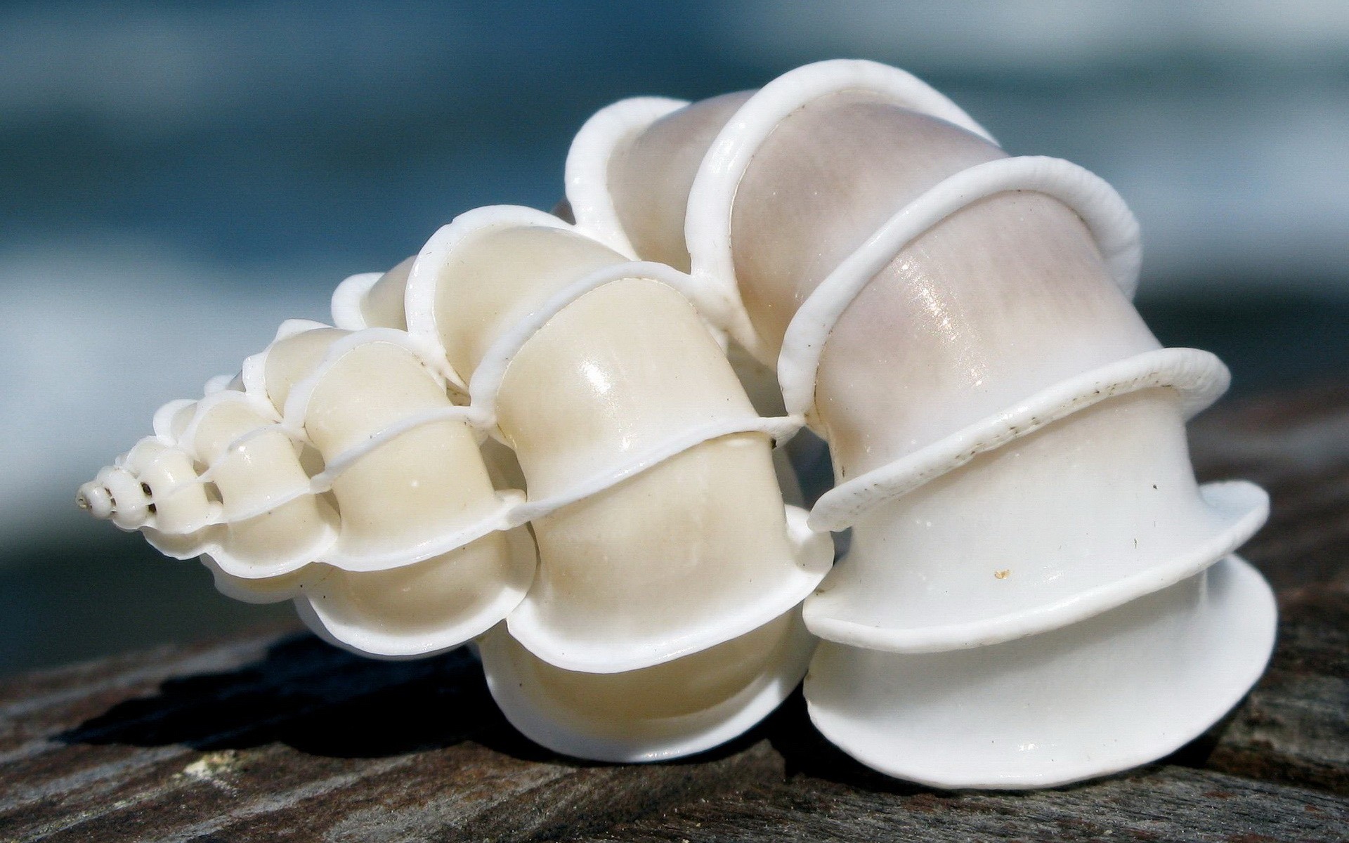 Macro Seashells Wallpaper
