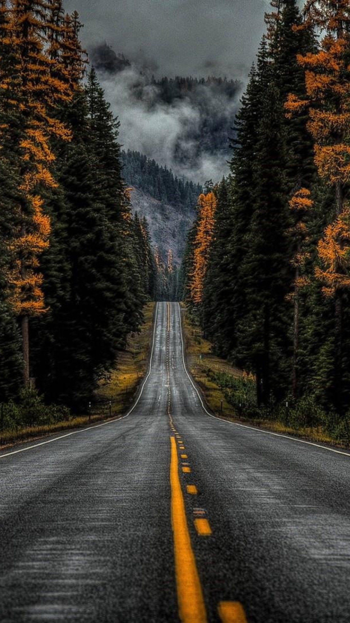 Road Between Trees With Long Of Fog Covered Moutain 4k HD Nature Wallpaper
