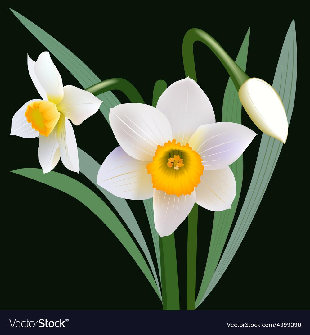 Narcissus flowers with leaves and bud Royalty Free Vector