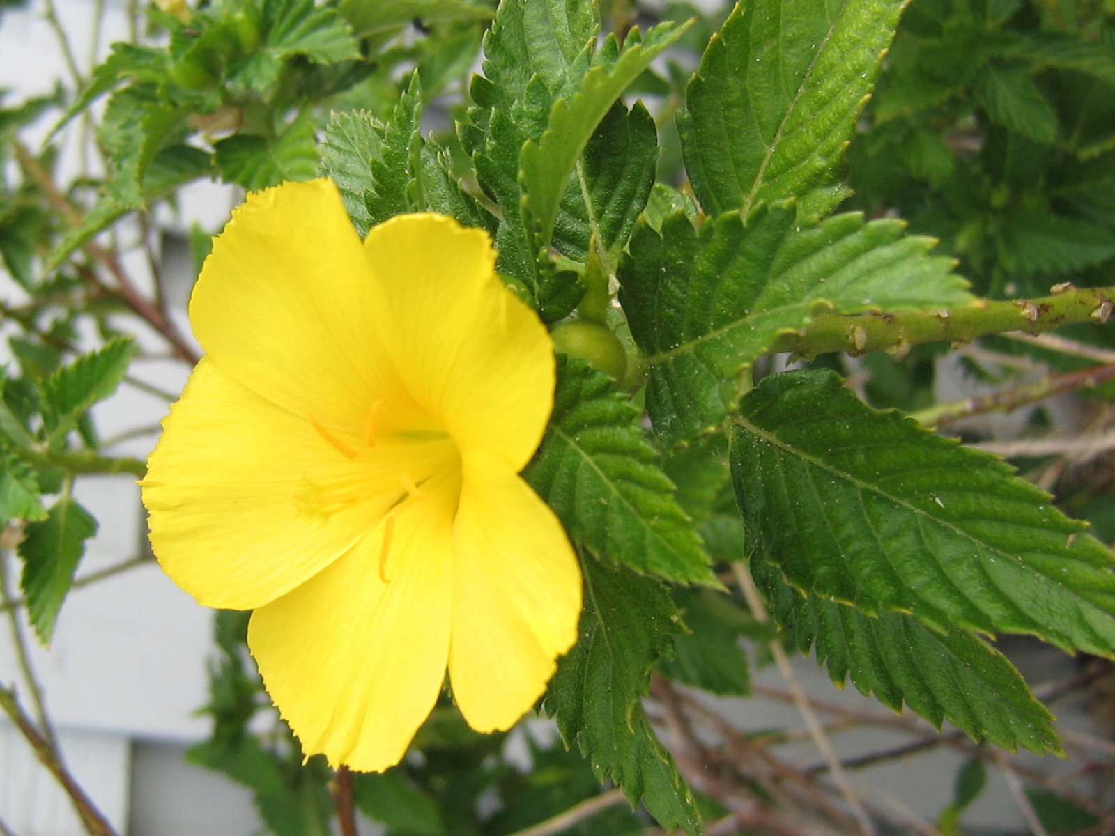 history It wasnt until 1988 however that the yellow hibiscus which