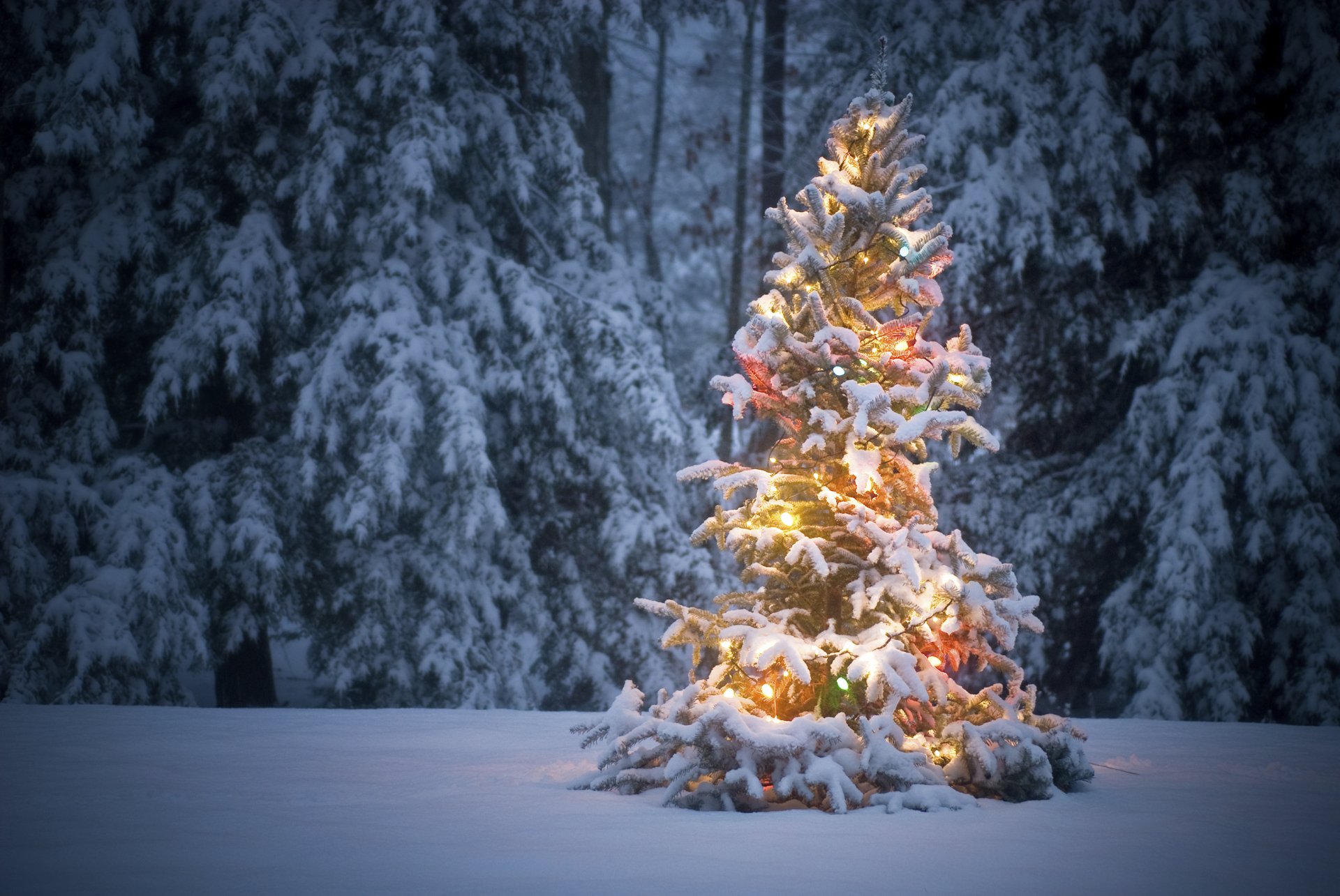 A snow-covered Christmas tree adorned with colorful lights, set against a backdrop of a snow-dusted forest at dusk