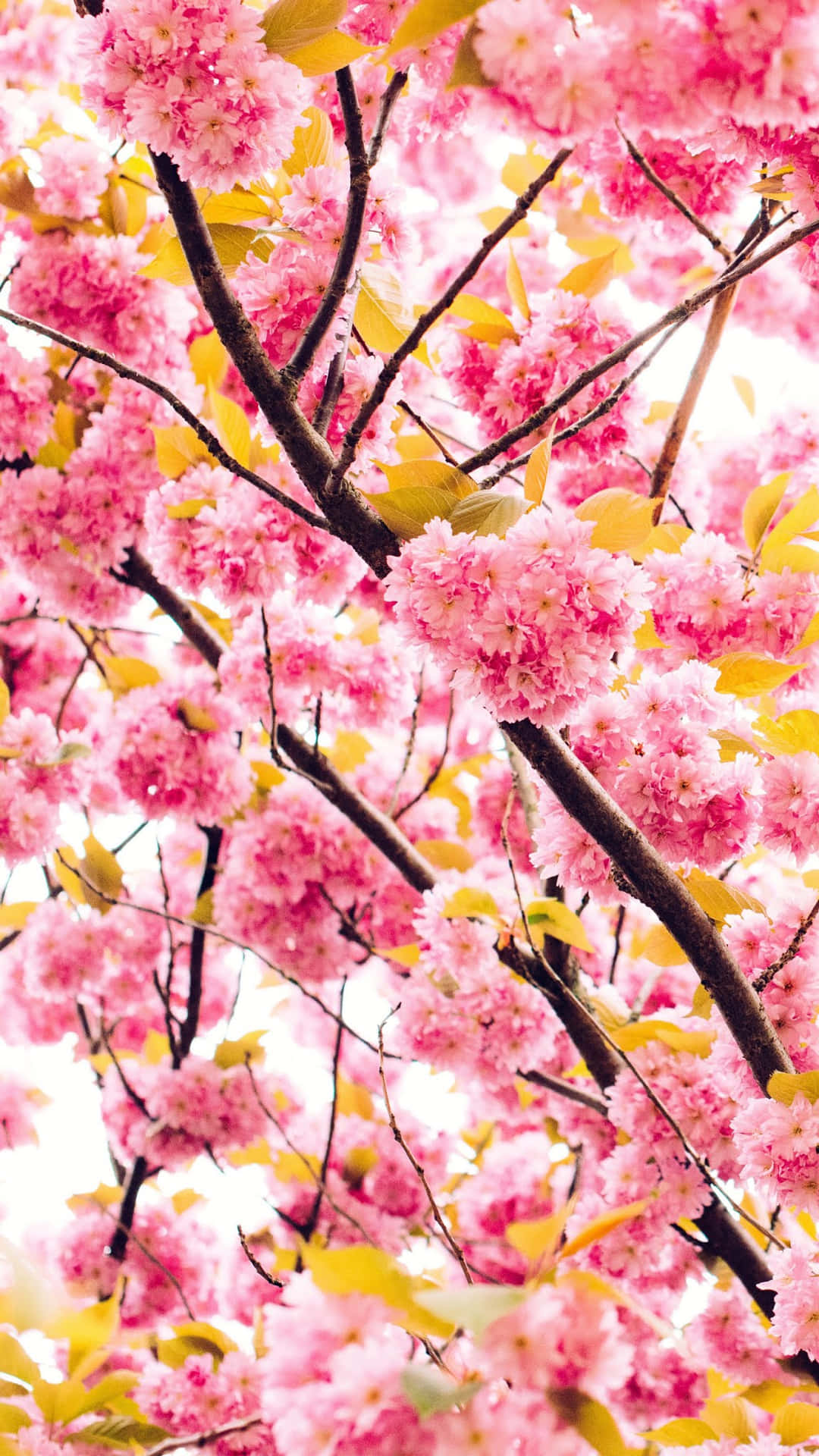 Pink Cherry Blossom Wallpaper