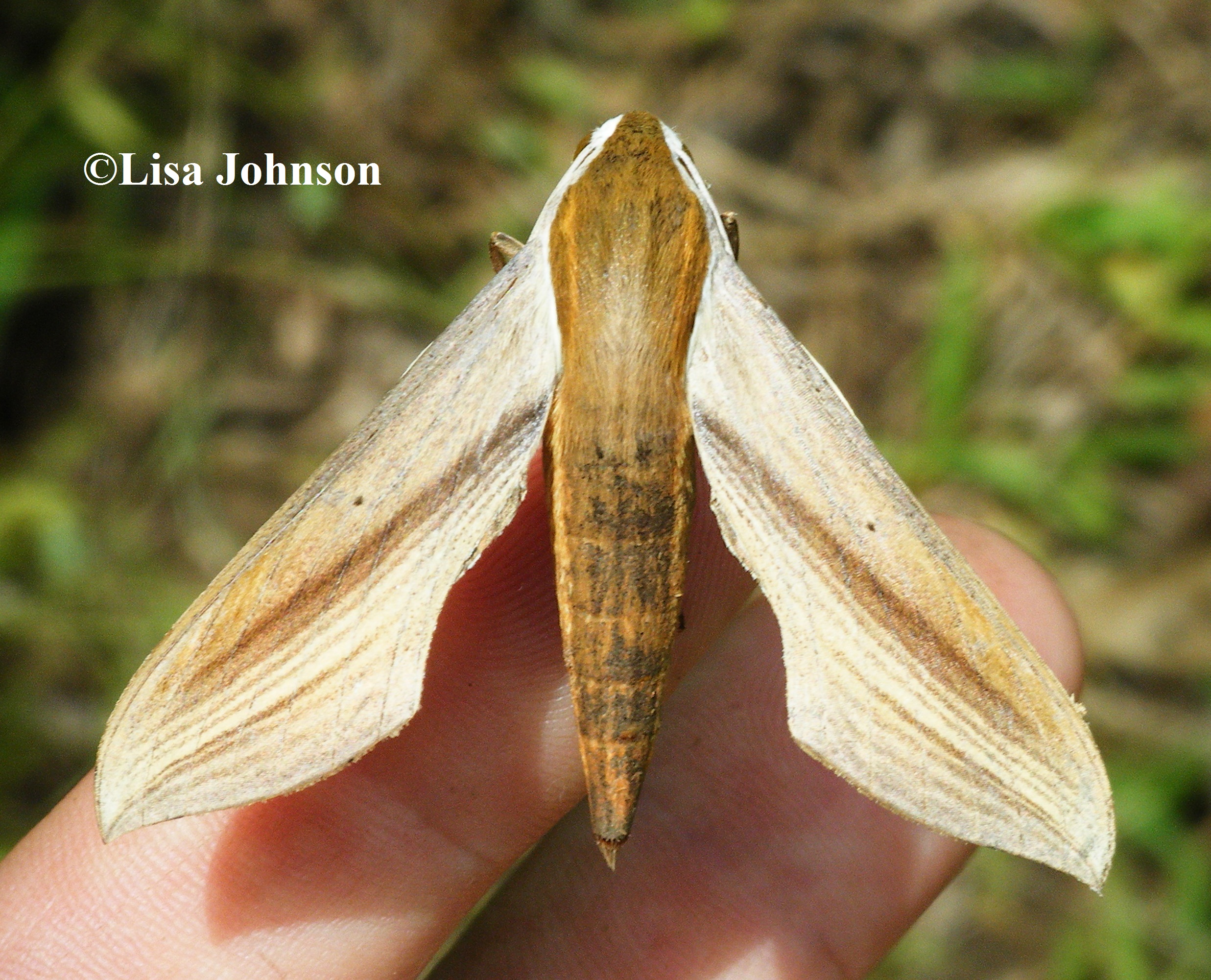 Tersa Sphinx Xylophanes Wallpaper