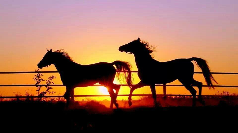Horse S Silhouette In The Sunset Horses Wallpaper
