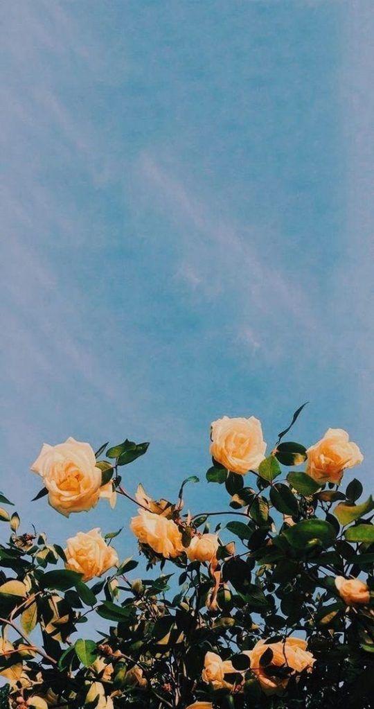 Aesthetic Phone Wallpaper Background Ideas iPhone