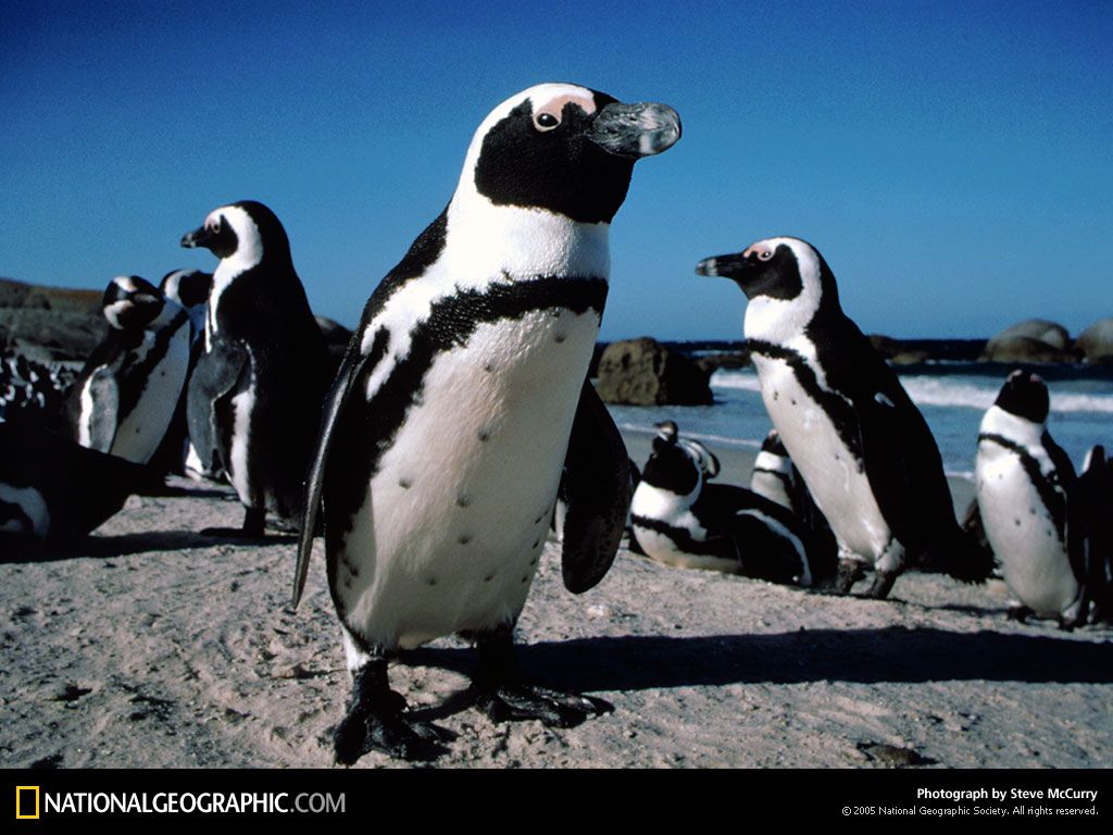 Cape Peninsula South Africa Photography Penguins