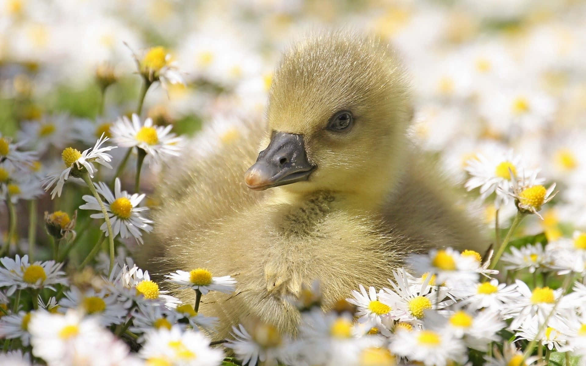 Baby Duck Background Wallpaper