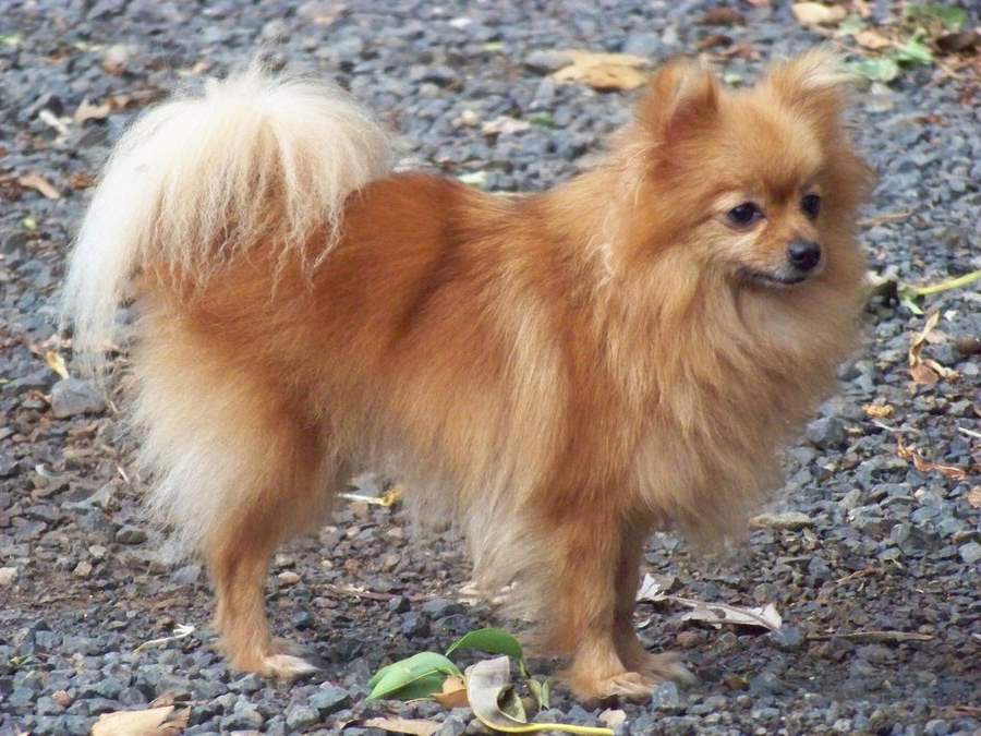 Pomeranian Dog Standing On Rocky Road Puppies Wallpaper Picture