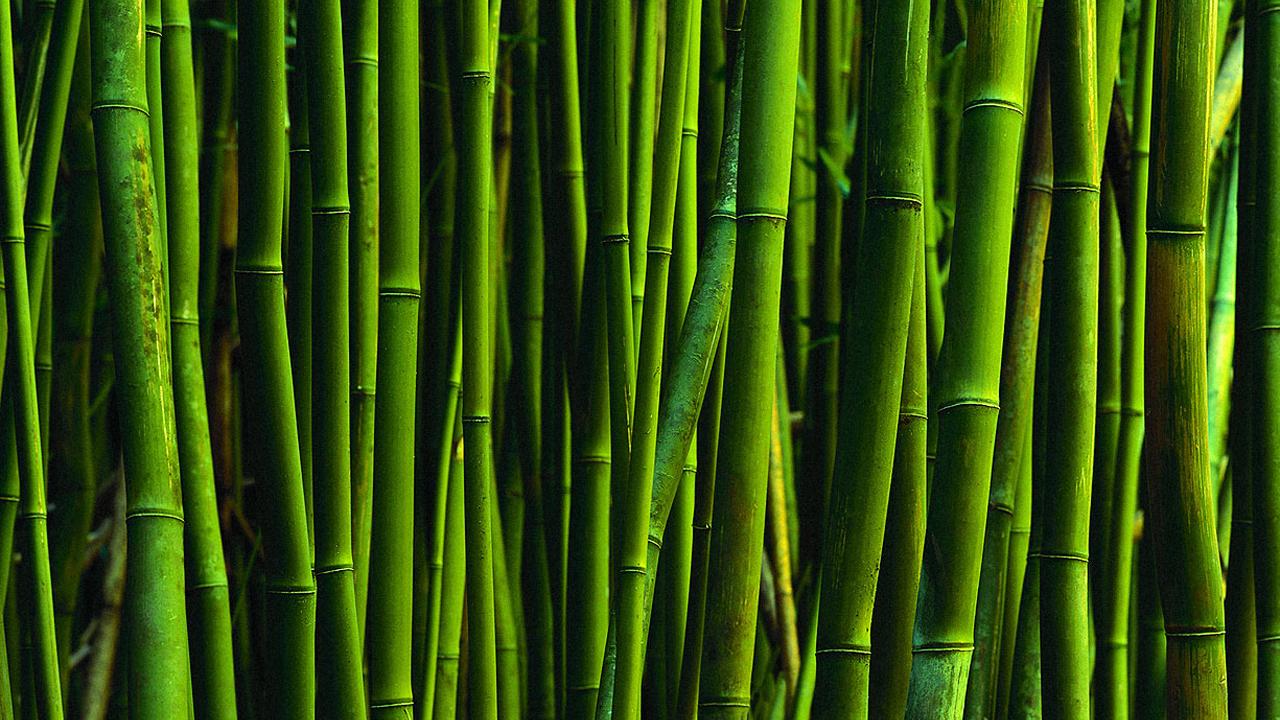 Download wallpaper 1366x768 bamboo green stalks roots earth tablet  laptop hd background