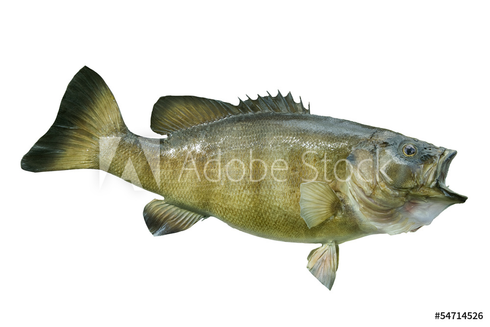 Smallmouth Bass Isolated On A White Background Wall Mural