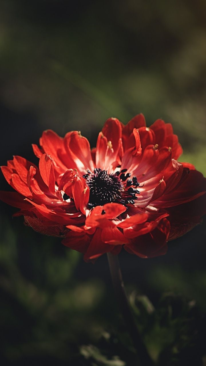 Red Anemone Flower Portrait Wallpaper