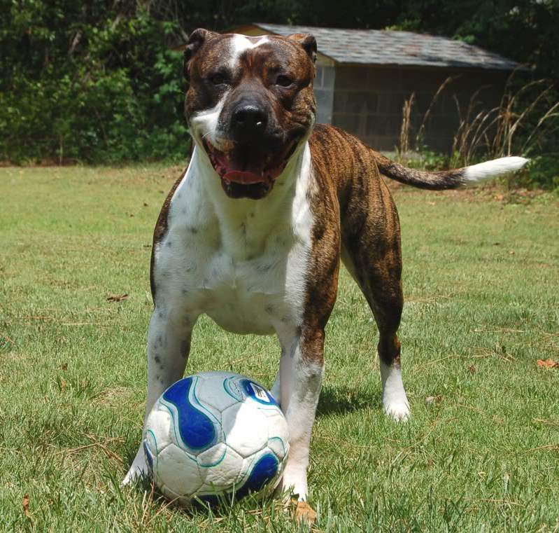 American Bulldog Ready To Play With Ball Puppies Wallpaper Picture
