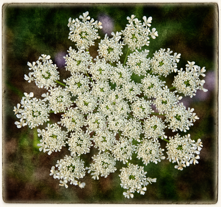 Image Queen Anne S Lace Pc Android iPhone And iPad Wallpaper
