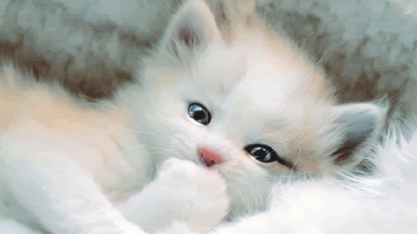 Cute Black And White Kitten Wallpaper Wallpapers Gallery