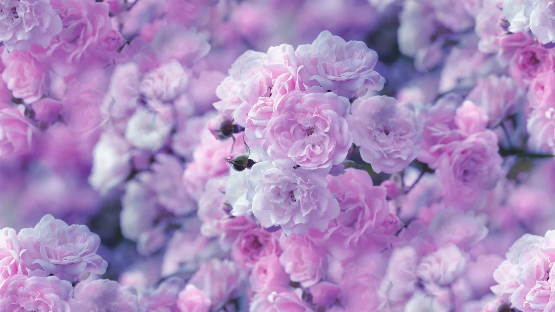 Top Real Floral Wallpaper Full HD 4k To Use