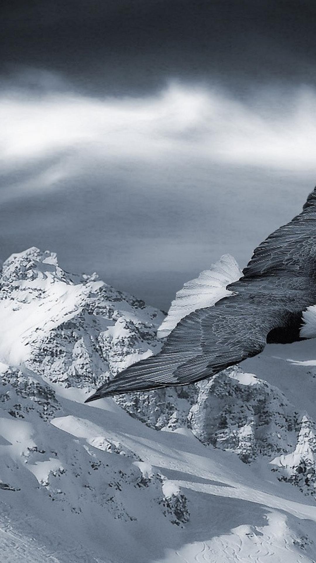 And White Mountains Winter Birds Animals Eagles Wallpaper