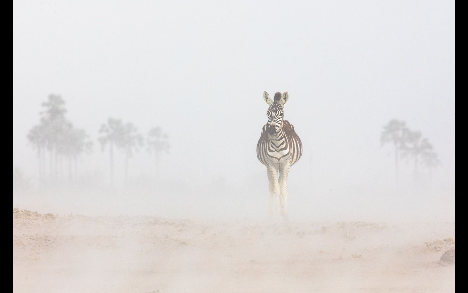 Portrait of a Burchells zebra in a dust storm in Makgadikgadi