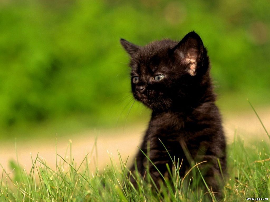  kitten photos little black kitten photo little black kitten free