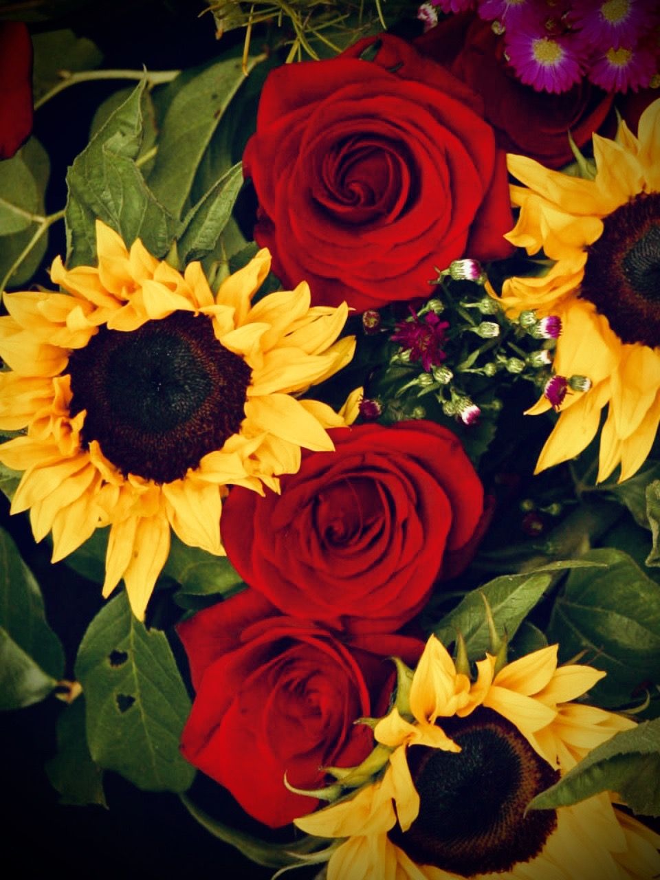Sunflowers With Roses Red Wallpaper iPhone Love Rose