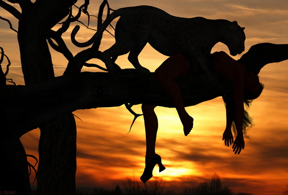 Wallpaper Silhouette Woman Wild Cat Big Tree Sunset Desktop
