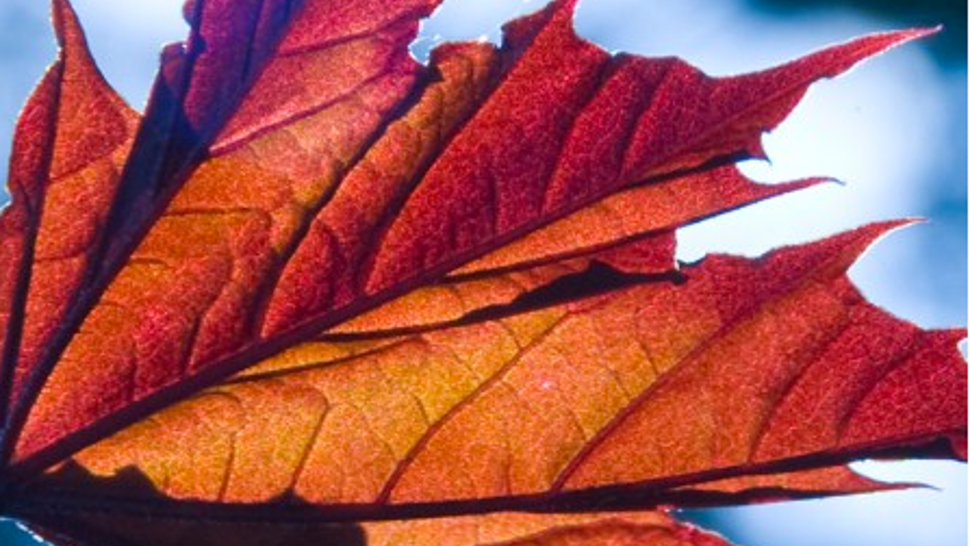 Beautiful Autumn Desktop Wallpaper And Covers Komando