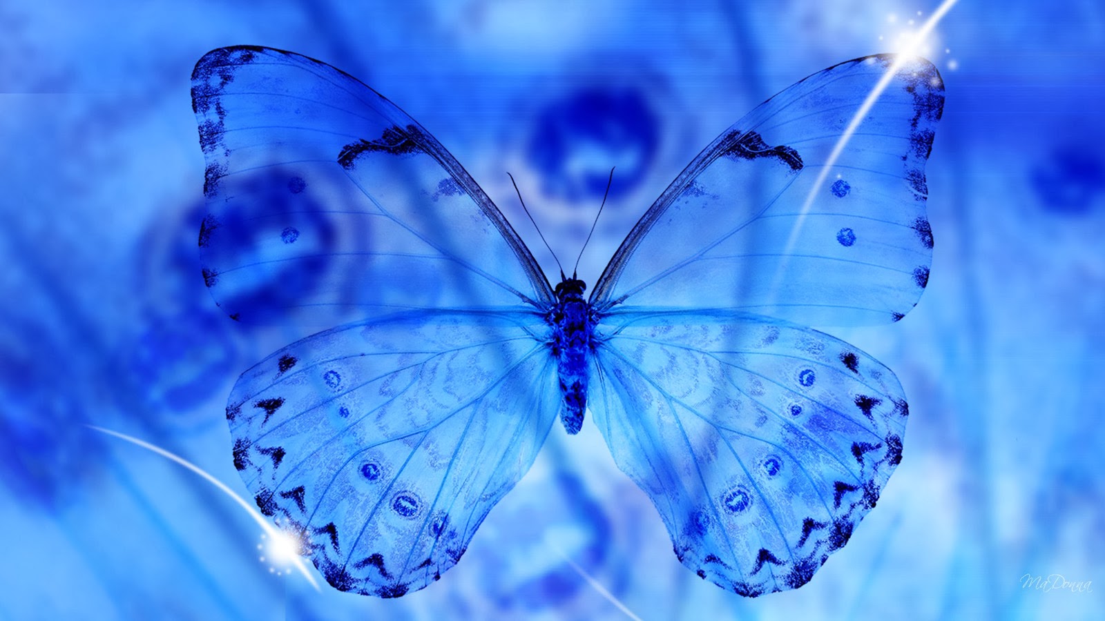 Butterfly 3d Desktop Wallpaper Beautiful
