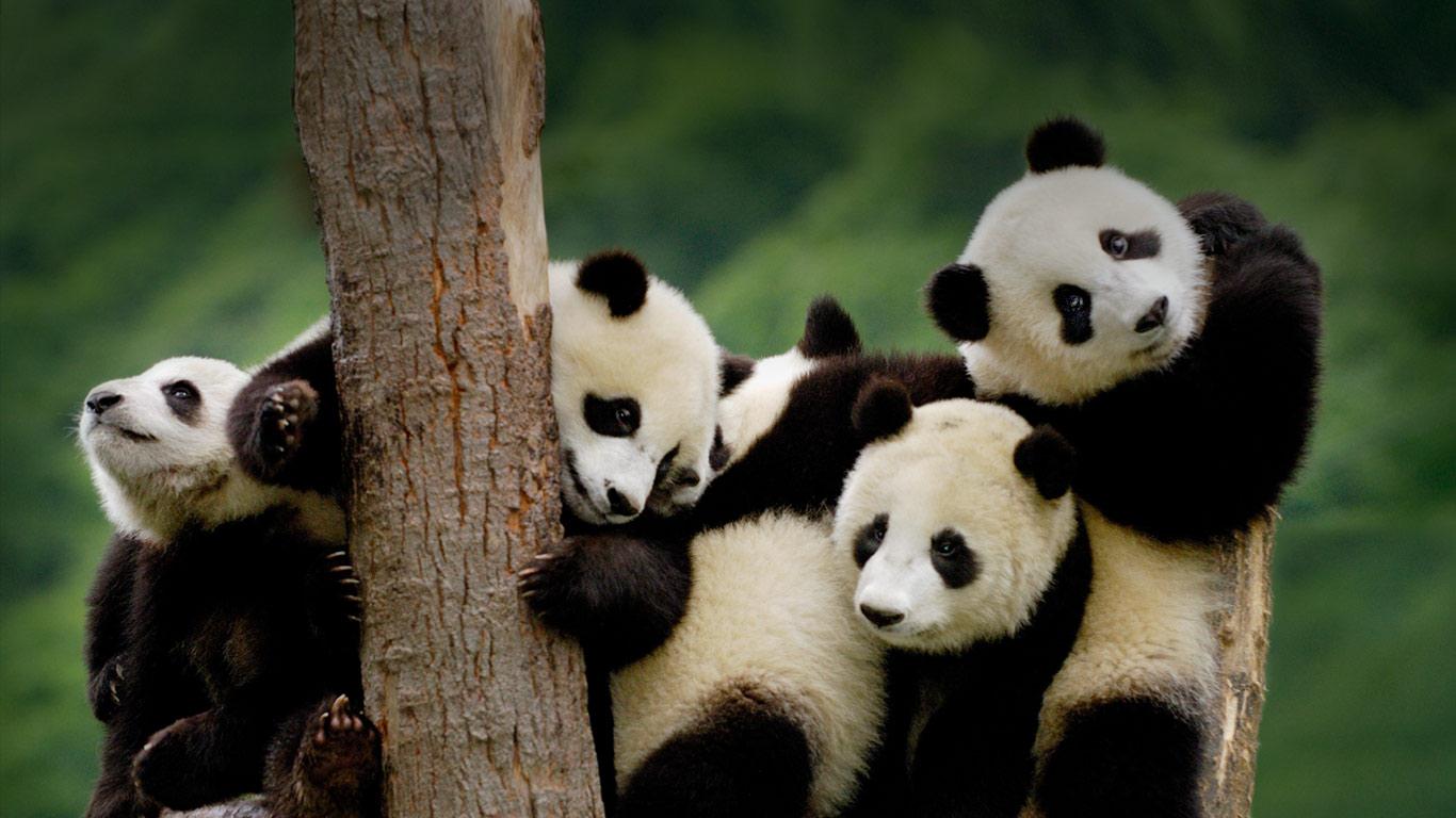 Giant Panda Cubs At The Wolong National