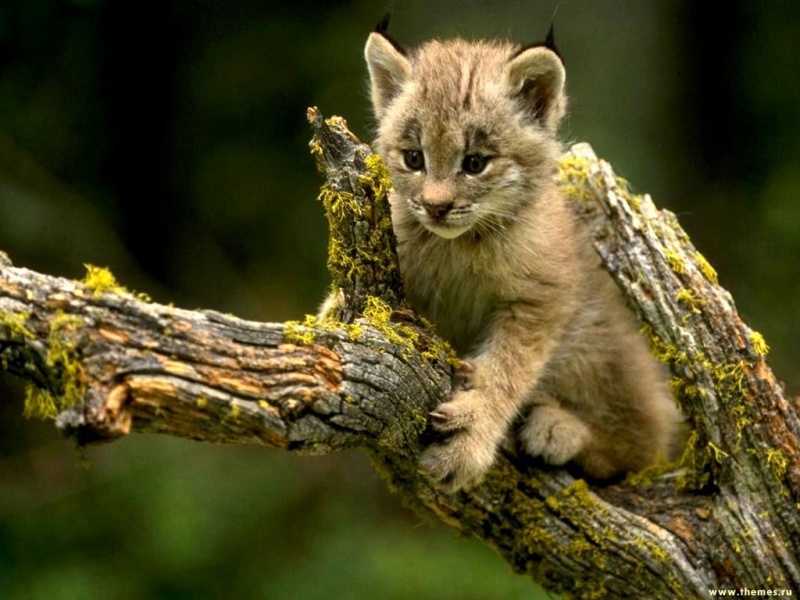 Lynx kitten wallpaper