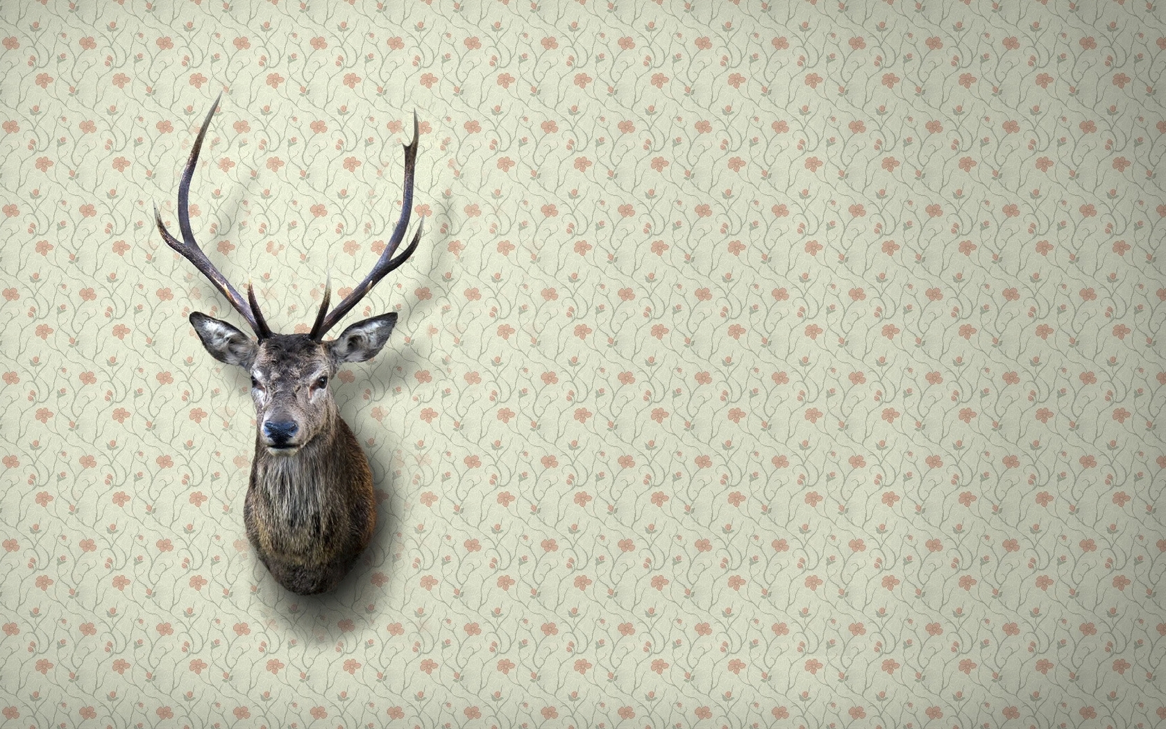 [50+] Deer Wallpaper for Walls on WallpaperSafari