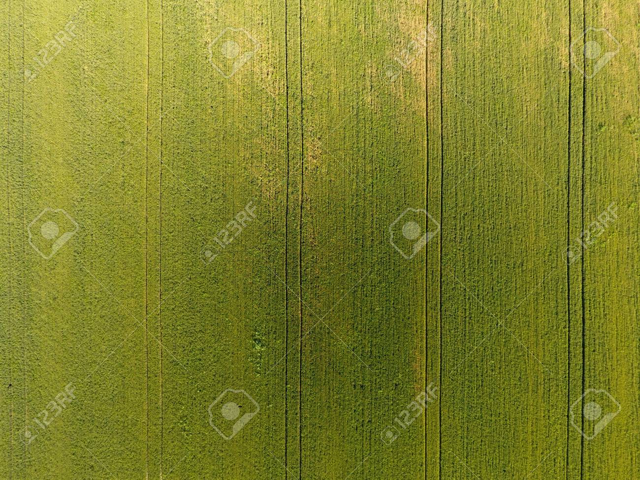 Texture Of Wheat Field Background Young Green On The