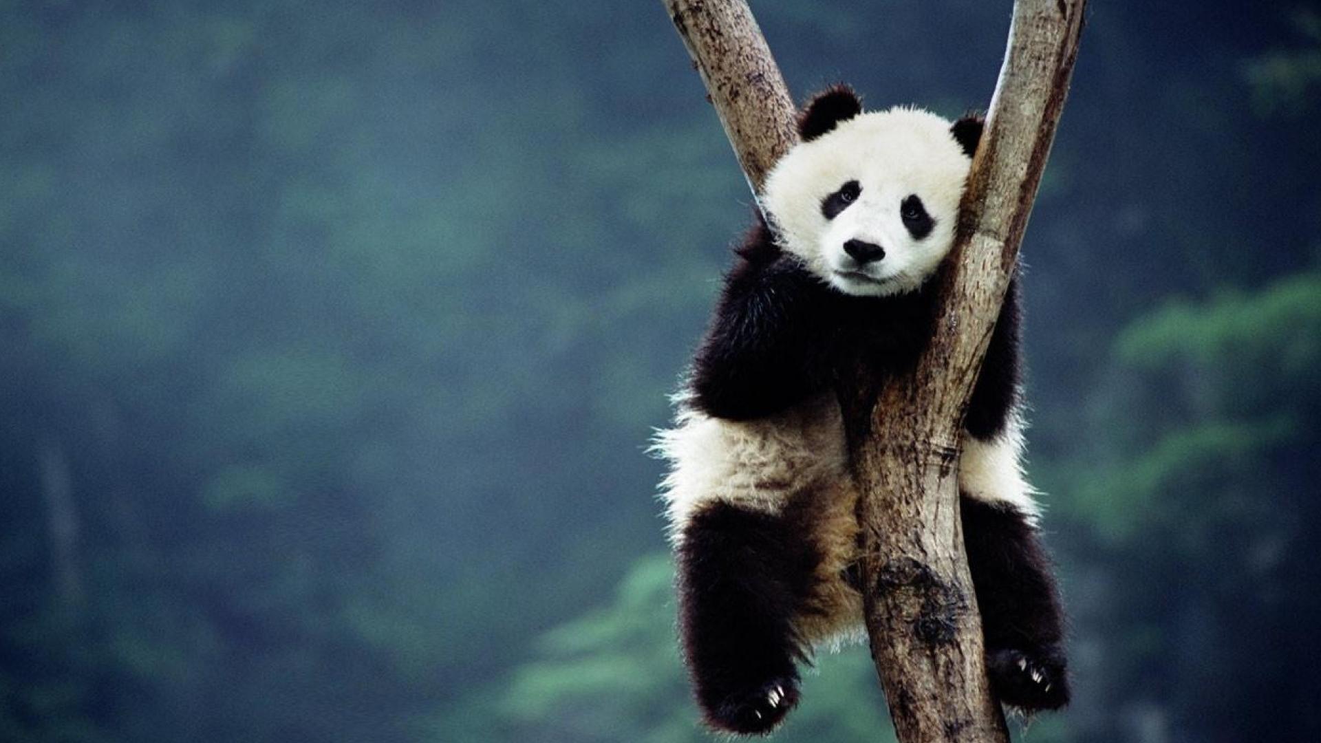 Bing china animals blurred background panda bears wallpaper 79765
