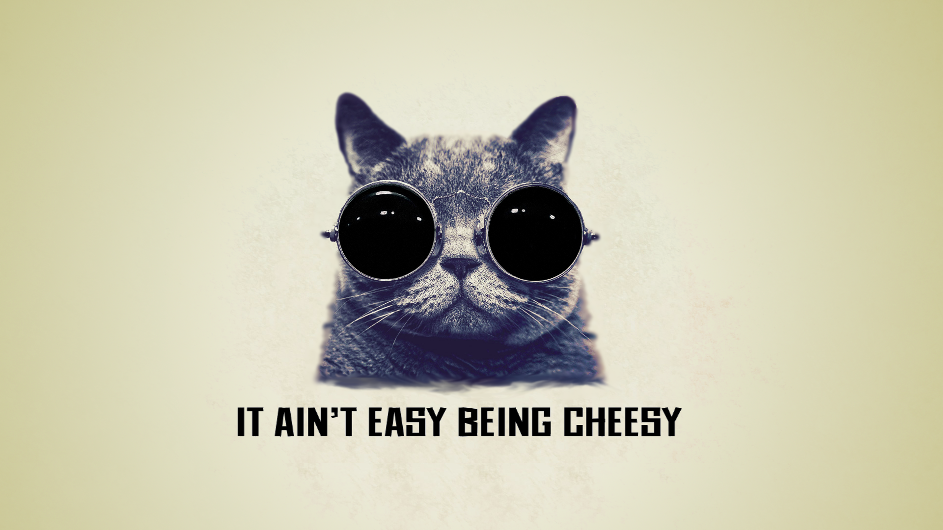 It aint easy being cheesy cool cat wallpaper by