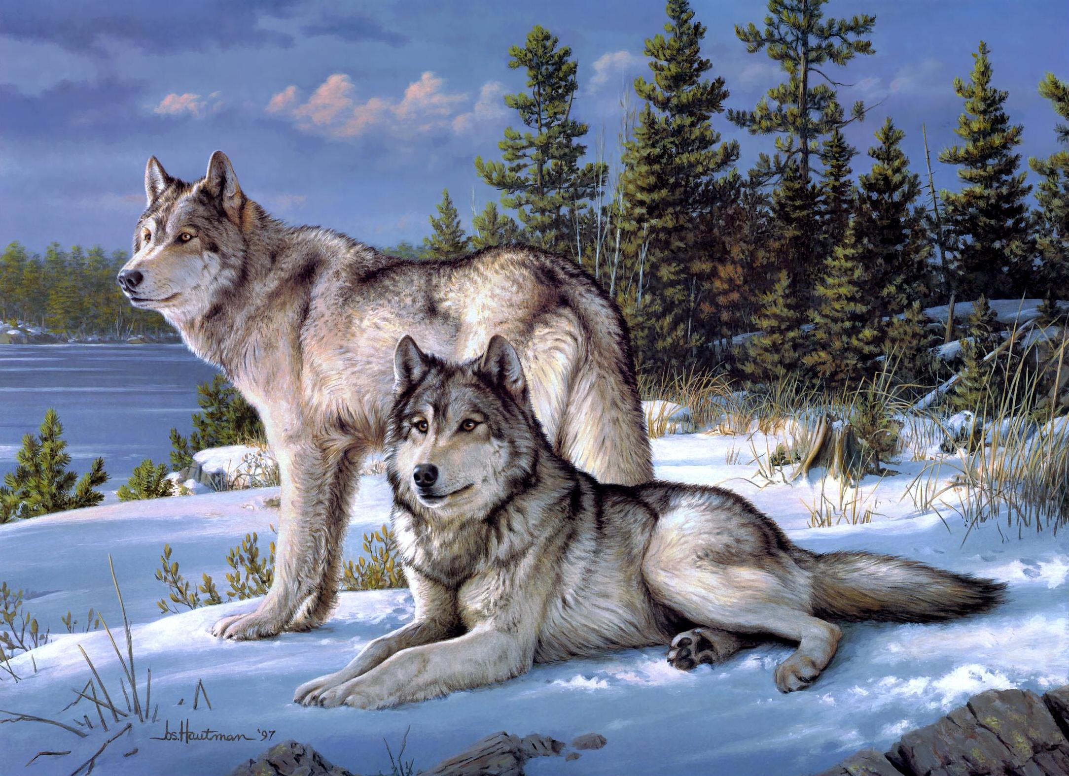 Wolf Backgrounds free download