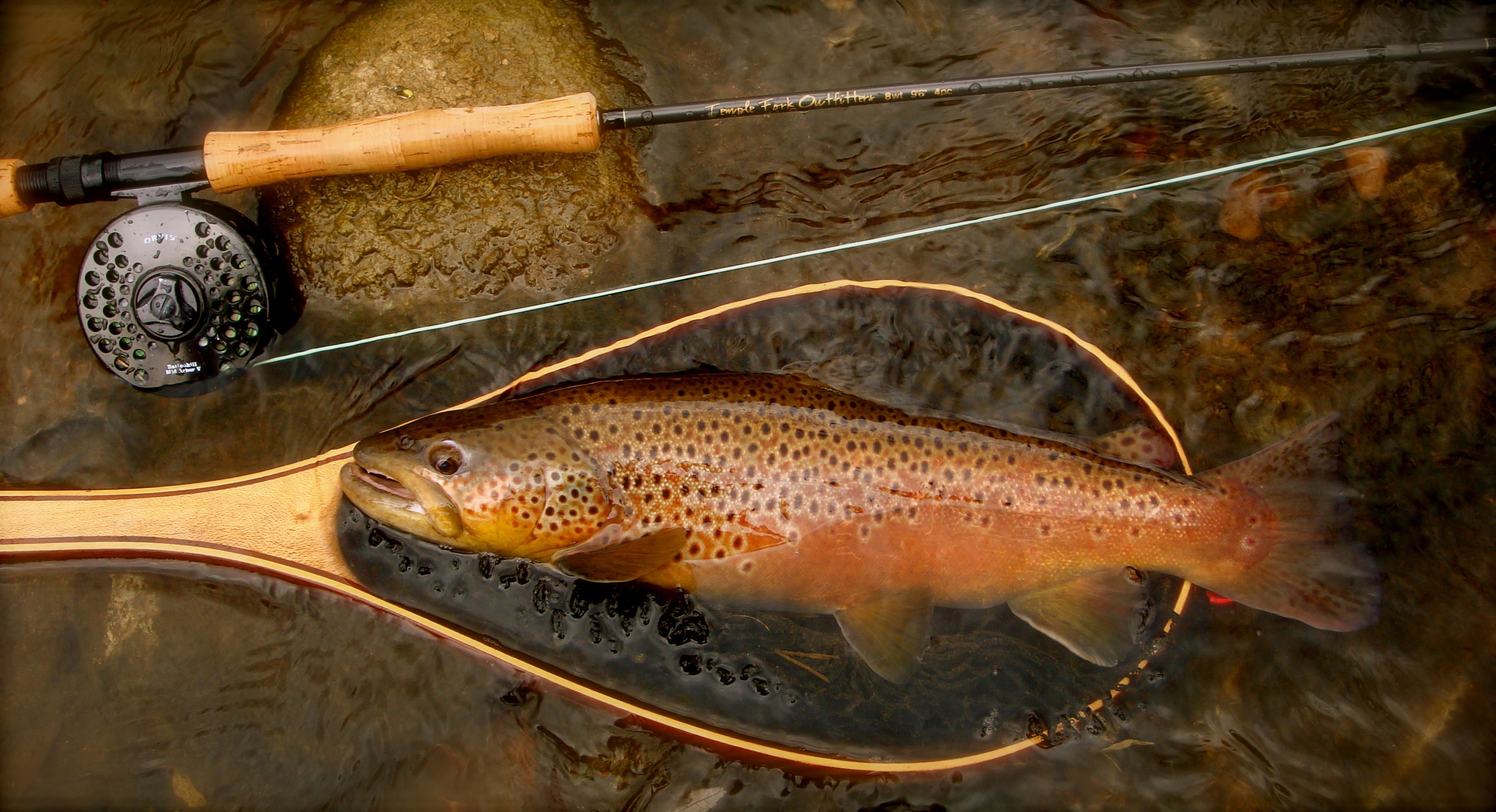 Brown Trout Nomad Anglers Part
