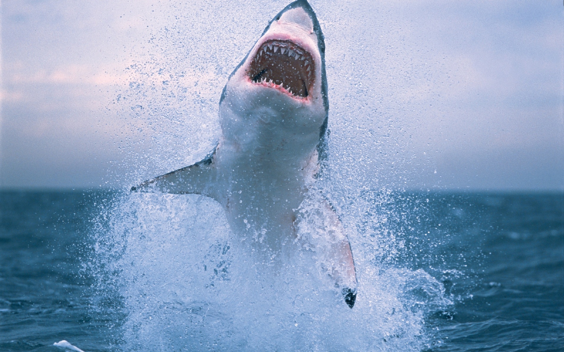 Great White Shark 1920 x 1200 Download Close