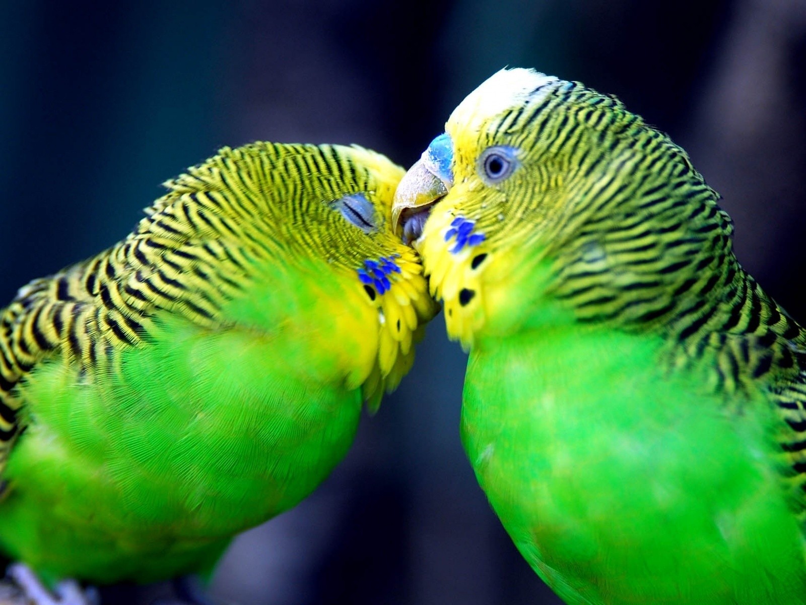 All Wallpapers Parrot Hd Wallpapers 2 1600x1200
