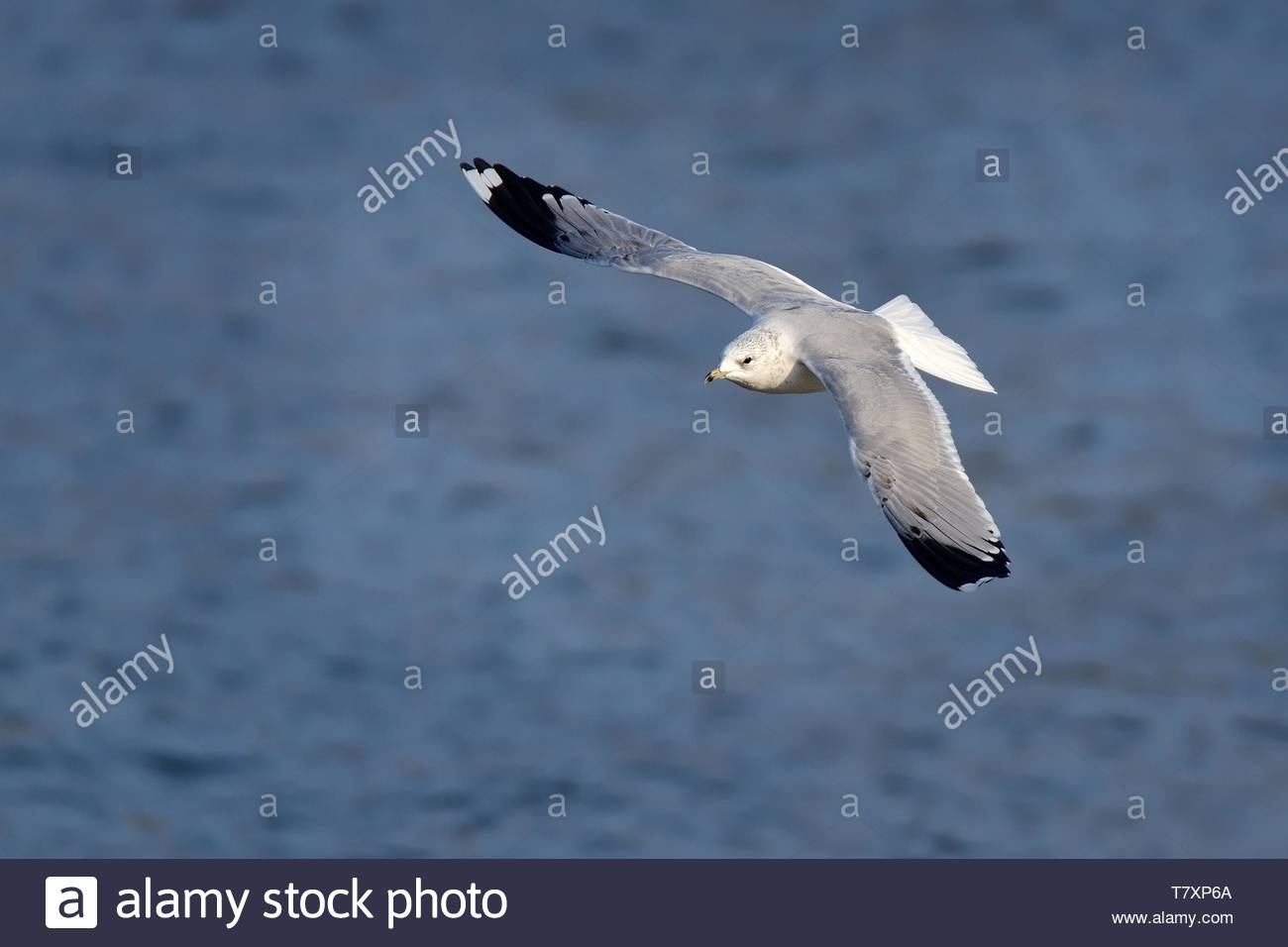 Mew Gull Larus Canus Flying Over The Lake With Blue Background