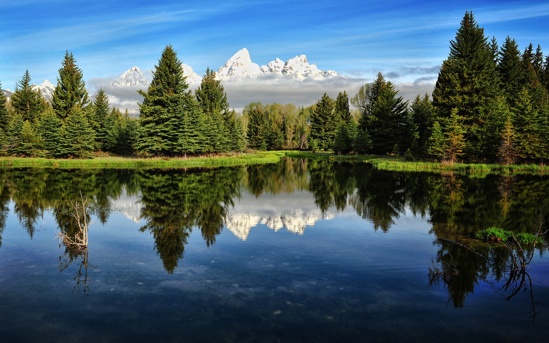 Forest Background HD Wallpaper