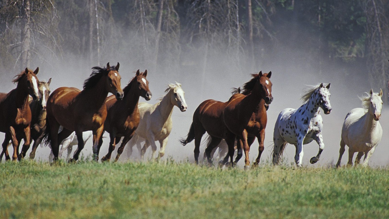 Horses Running Desktop Pc And Mac Wallpaper
