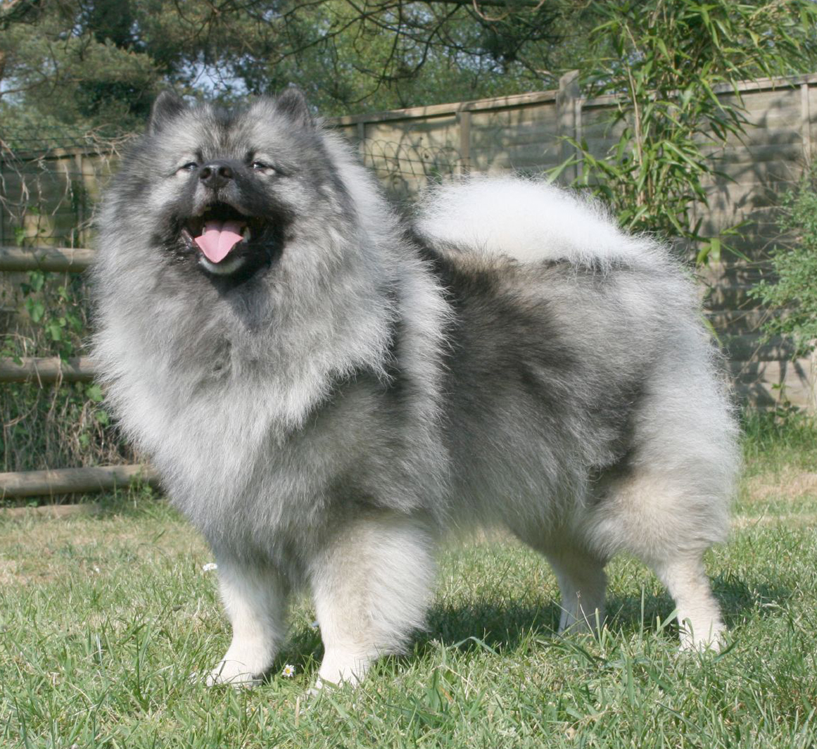 Keeshond Breed Guide Learn About The