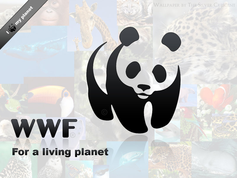 Panda S Bowls World Wildlife Fund Wallpaper Us In Fighting Illegal