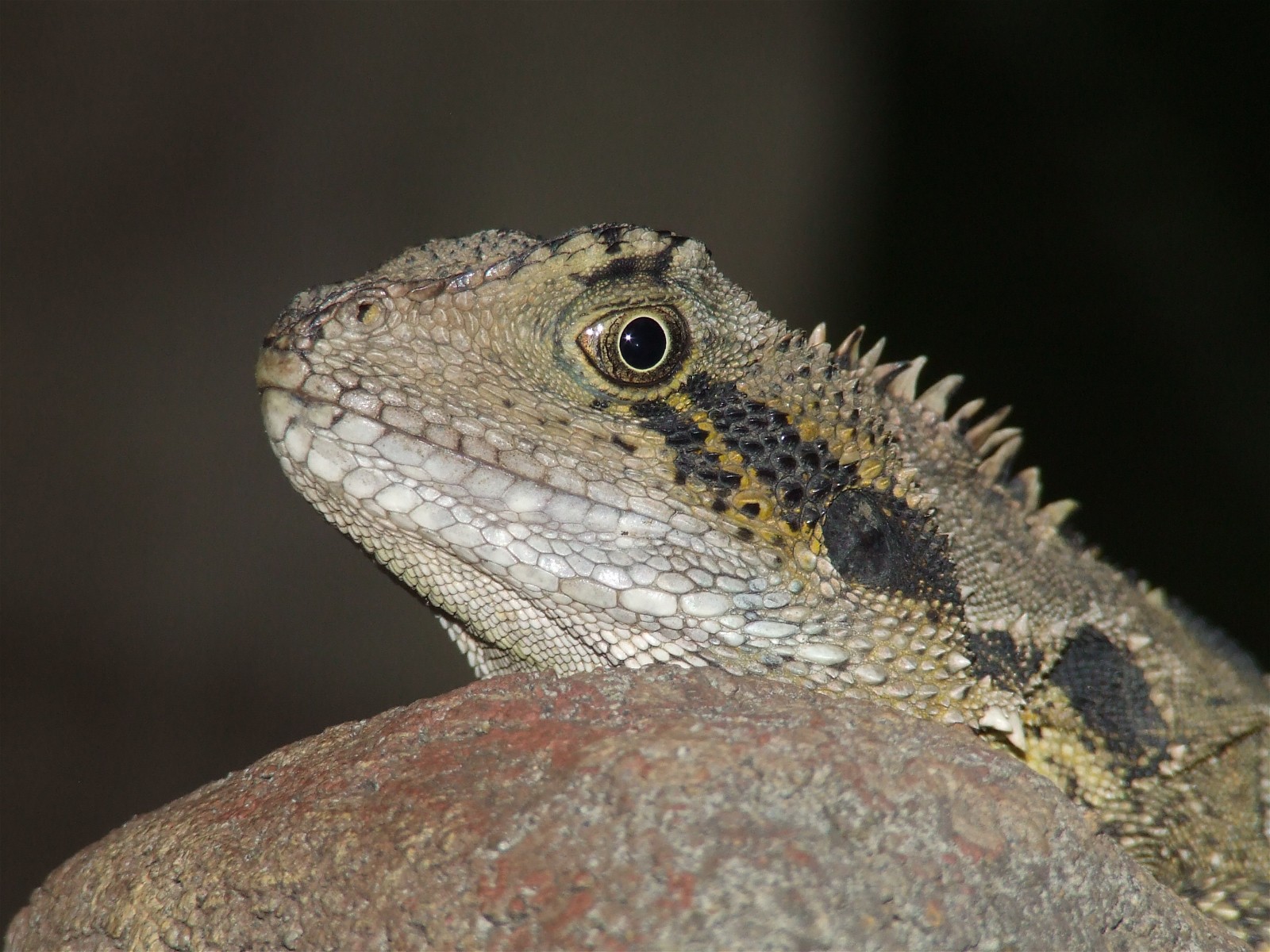 Lizard Wallpaper Image And Animals Pictures