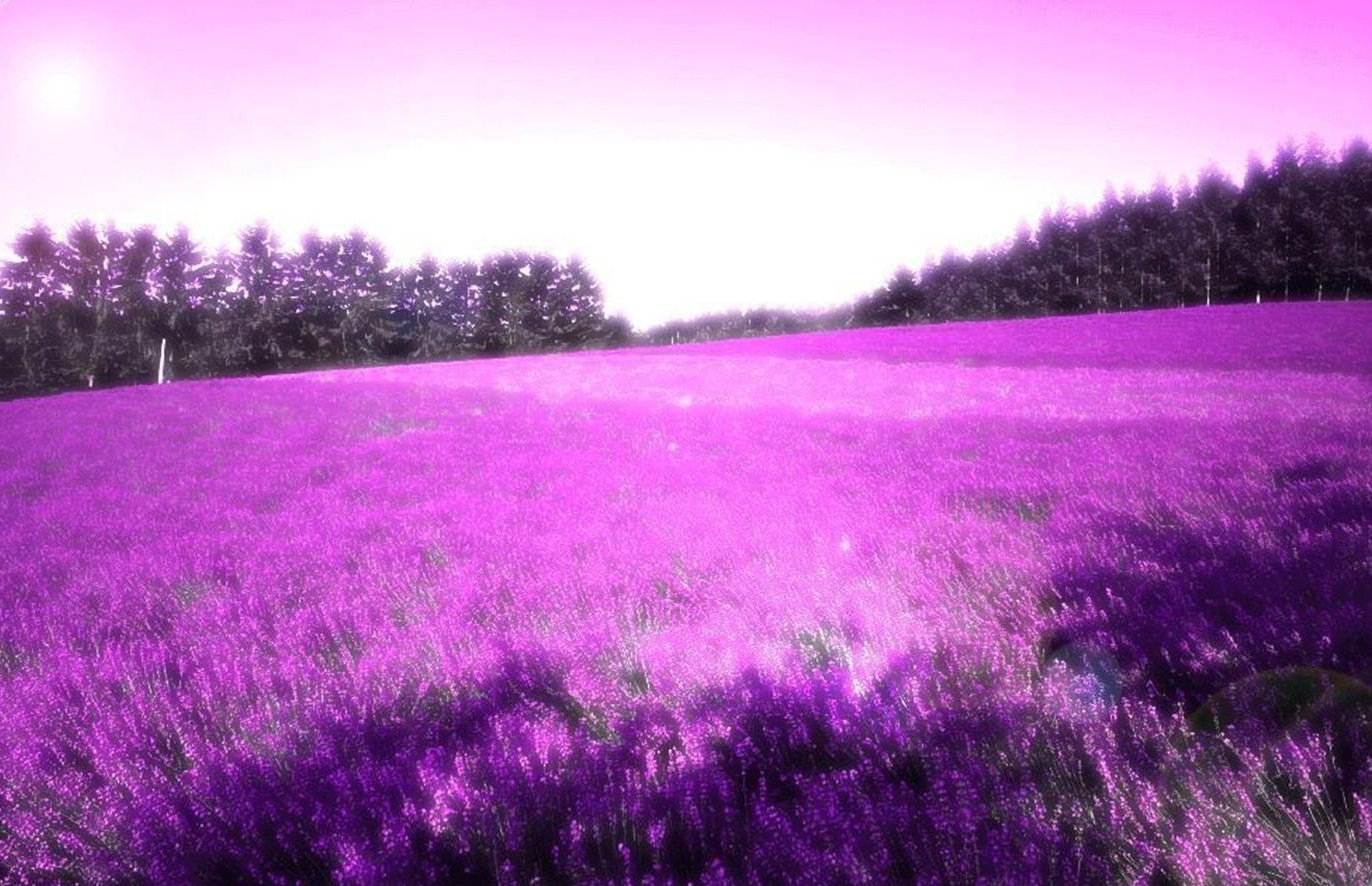 Lavender Background wallpapers WIN10 THEMES