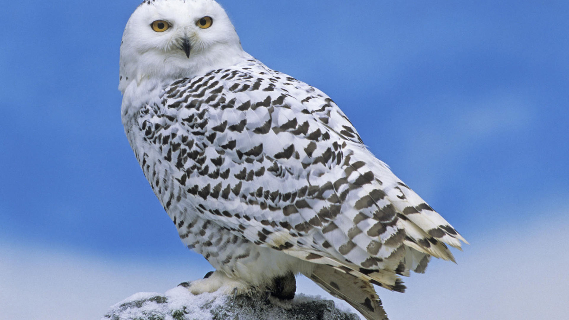 Snowy Owl Download